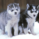 Illustration for article titled Huskies Unstoppable During Cold-Weather Puppy Bowl